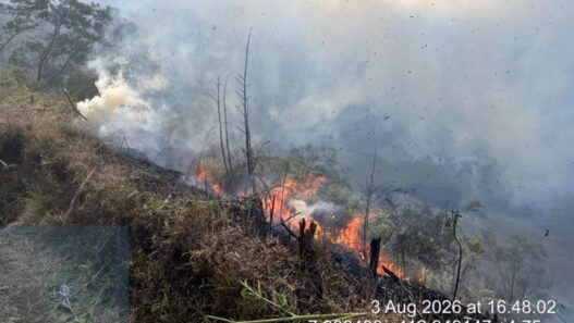 Kebakaran Hutan Gunung Bromo hingga Probolinggo