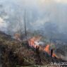 Kebakaran Hutan Gunung Bromo hingga Probolinggo
