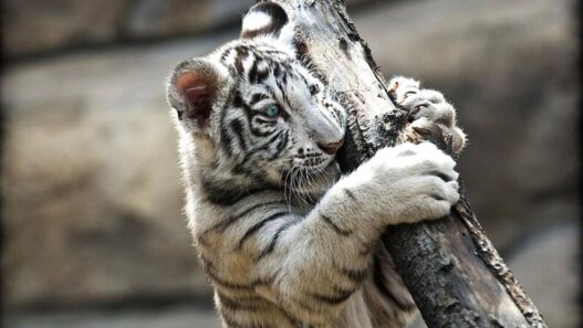 Kelahiran Langka Tiga Harimau Bengal Putih