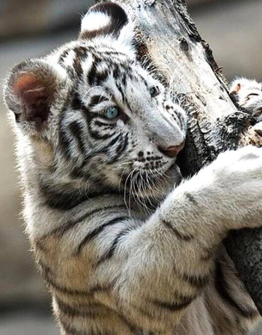 Kelahiran Langka Tiga Harimau Bengal Putih