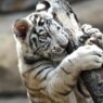 Kelahiran Langka Tiga Harimau Bengal Putih