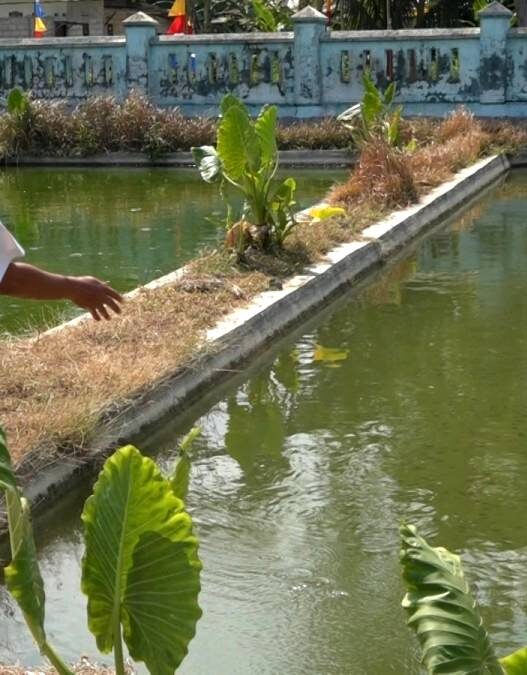 Kemarau, BBI Pringtutul Perketat Perawatan Benih Ikan