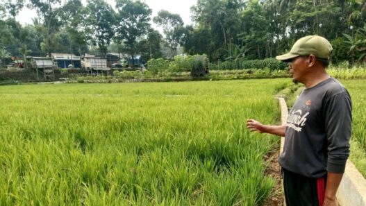 Kemarau Panjang Ganggu Pertanian