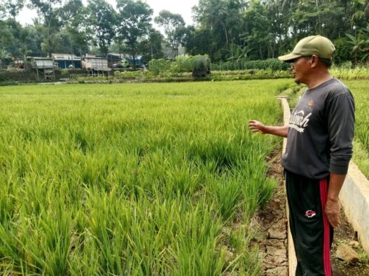 Kemarau Panjang Ganggu Pertanian