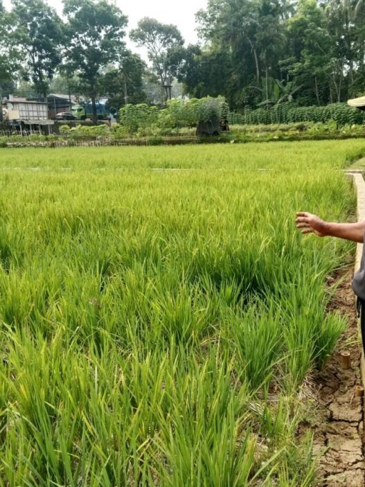 Kemarau Panjang Ganggu Pertanian