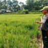 Kemarau Panjang Ganggu Pertanian
