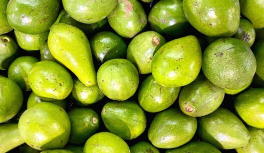 Manfaat Alpukat Bagi Tubuh