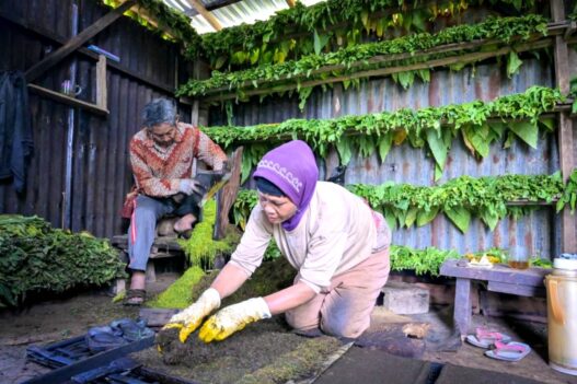 Mbako Garangan Terancam Hilang