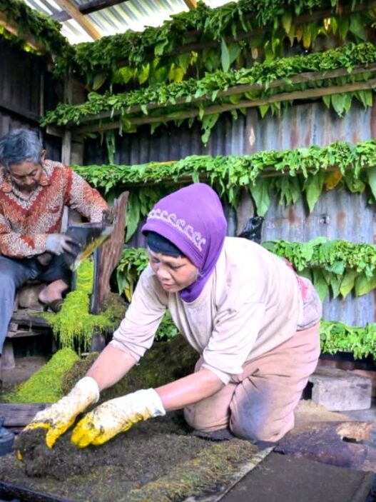 Mbako Garangan Terancam Hilang