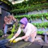 Mbako Garangan Terancam Hilang
