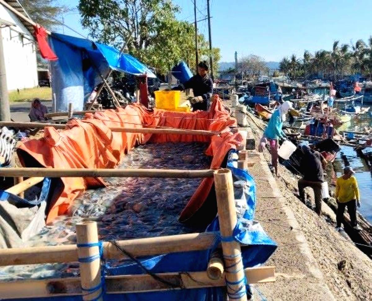 Nelayan Panen Ubur Ubur