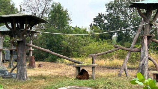 Orangutan Didi Kabur dari Solo Safari