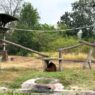 Orangutan Didi Kabur dari Solo Safari