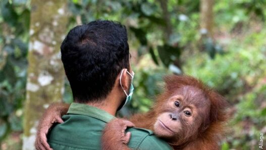 Orangutan Sumatra Turun Hampir 20 Persen