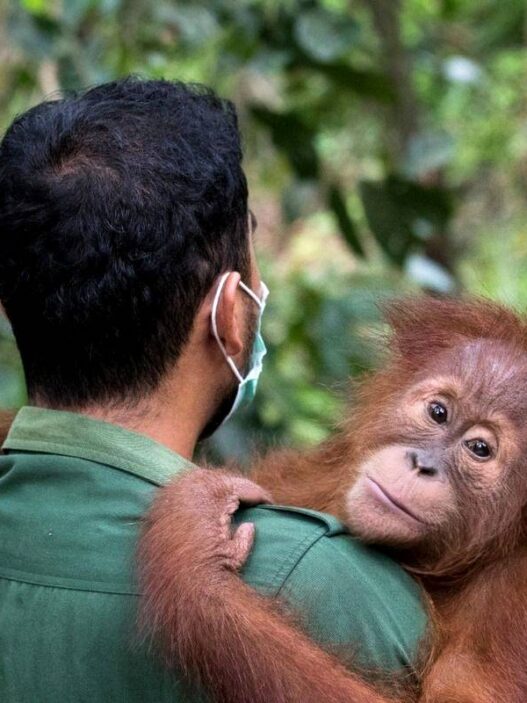 Orangutan Sumatra Turun Hampir 20 Persen