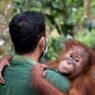 Orangutan Sumatra Turun Hampir 20 Persen
