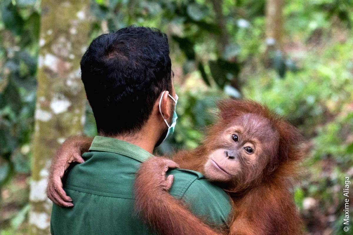 Orangutan Sumatra Turun Hampir 20 Persen