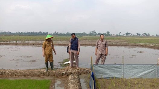 Palawija untuk Siasati Lahan Minim Air