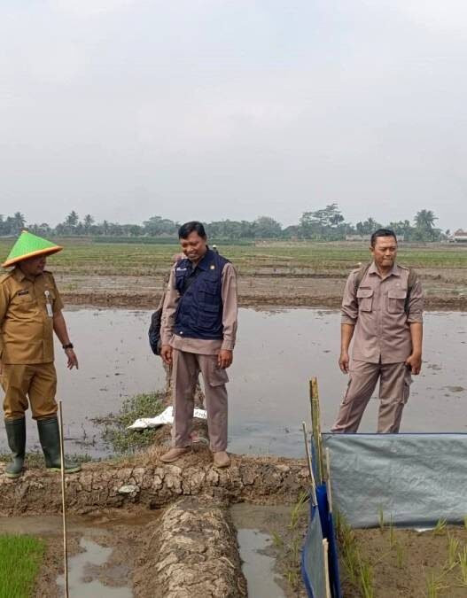 Palawija untuk Siasati Lahan Minim Air
