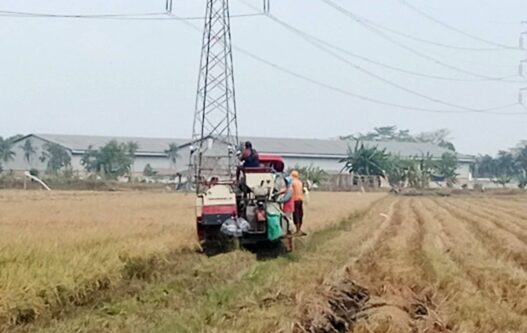 Panen Raya Diprediksi September