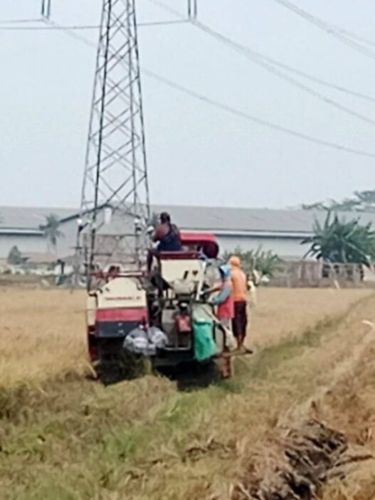 Panen Raya Diprediksi September