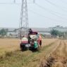 Panen Raya Diprediksi September