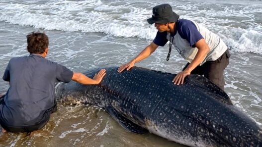 Paus Kerdil Terdampar di Pantai Cemara Jajar
