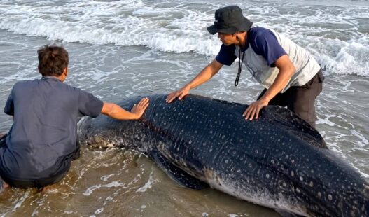 Paus Kerdil Terdampar di Pantai Cemara Jajar