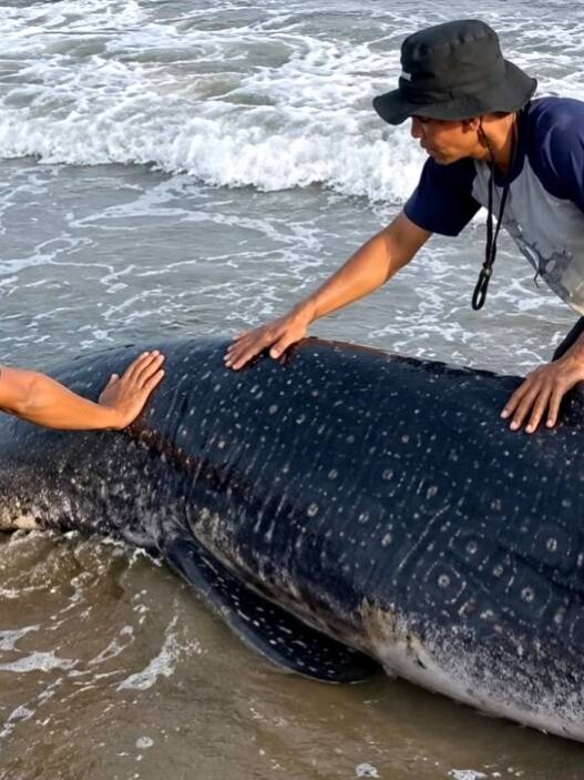 Paus Kerdil Terdampar di Pantai Cemara Jajar