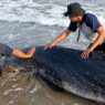Paus Kerdil Terdampar di Pantai Cemara Jajar