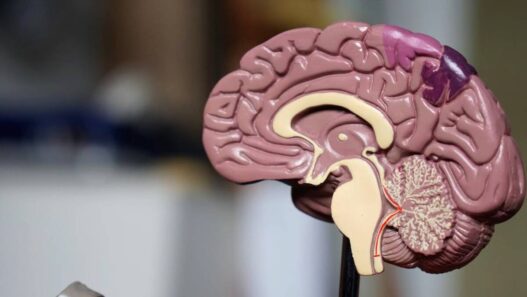 Penelitian Terbaru Pulihkan Otak dari Stroke