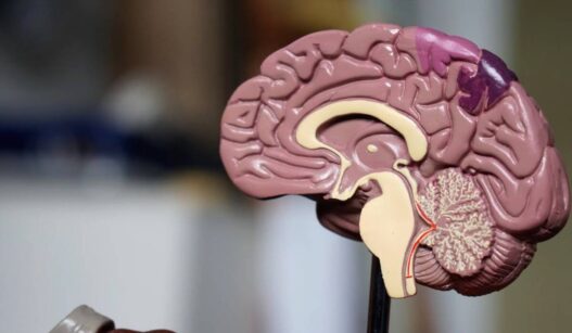 Penelitian Terbaru Pulihkan Otak dari Stroke