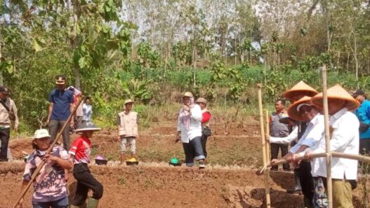 Petani Karanggintung Gunakan Metode Tabela
