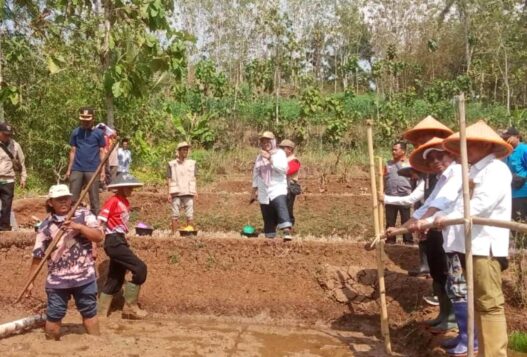 Petani Karanggintung Gunakan Metode Tabela
