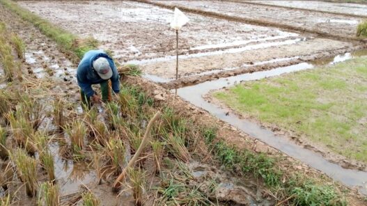 Petani Kejar Tiga Kali Panen Padi