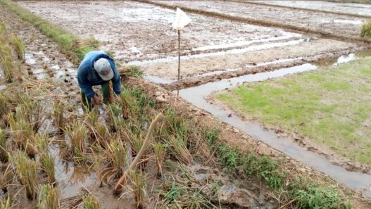 Petani Kejar Tiga Kali Panen Padi