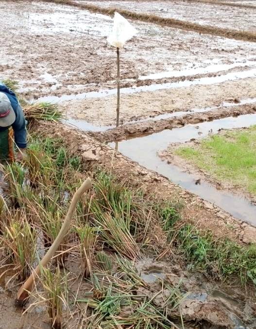 Petani Kejar Tiga Kali Panen Padi