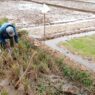 Petani Kejar Tiga Kali Panen Padi