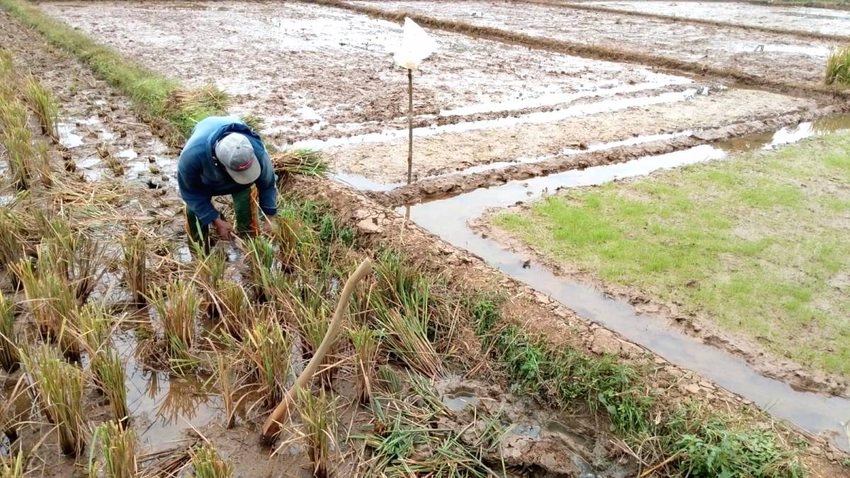 Petani Kejar Tiga Kali Panen Padi