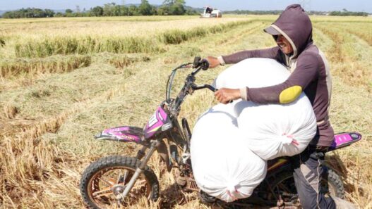 Produksi Beras Meningkat hingga September