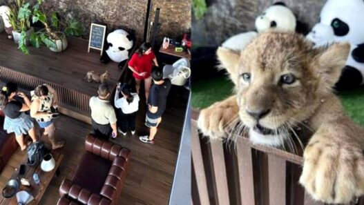 Turis Digigit Anak Singa di Kafe Phuket