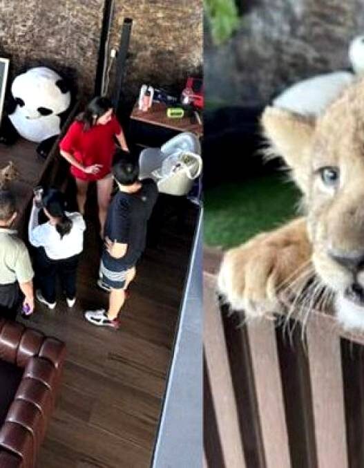 Turis Digigit Anak Singa di Kafe Phuket