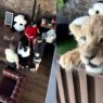 Turis Digigit Anak Singa di Kafe Phuket