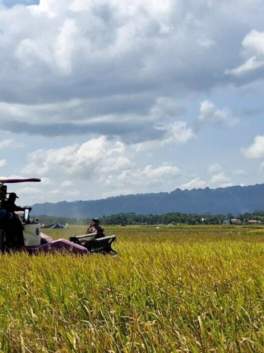 2.100 Hektare Sawah Terdampak Kekeringan