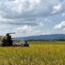 2.100 Hektare Sawah Terdampak Kekeringan