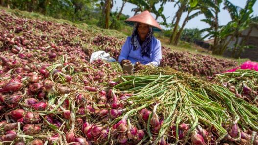 Bawang Merah Brebes Tembus Pasar Thailand