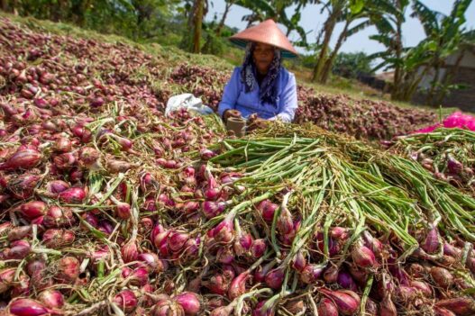 Bawang Merah Brebes Tembus Pasar Thailand
