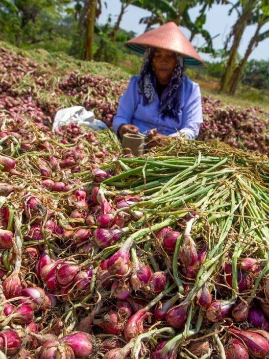 Bawang Merah Brebes Tembus Pasar Thailand