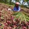 Bawang Merah Brebes Tembus Pasar Thailand