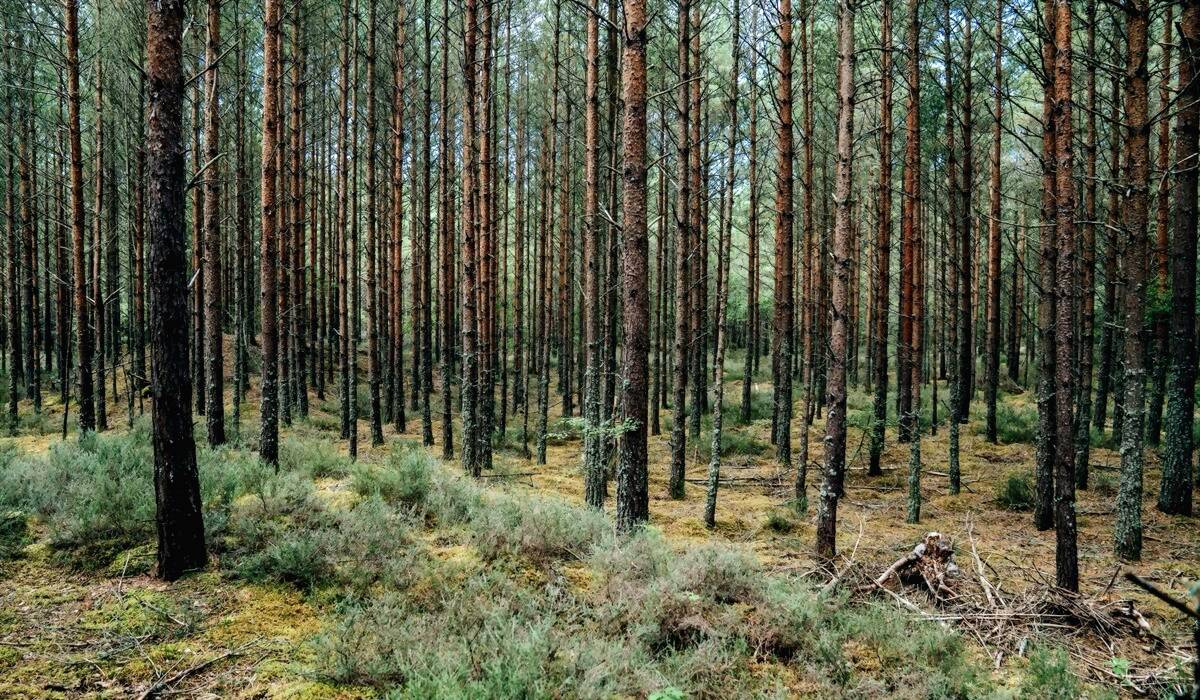 Culbin Forest